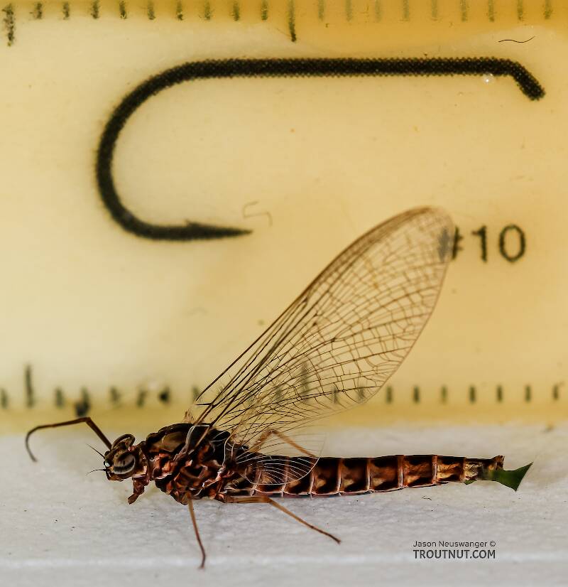 Ruler view of a Female Siphlonurus occidentalis (Siphlonuridae) (Gray Drake) Mayfly Spinner from the Henry's Fork of the Snake River in Idaho The smallest ruler marks are 1 mm.