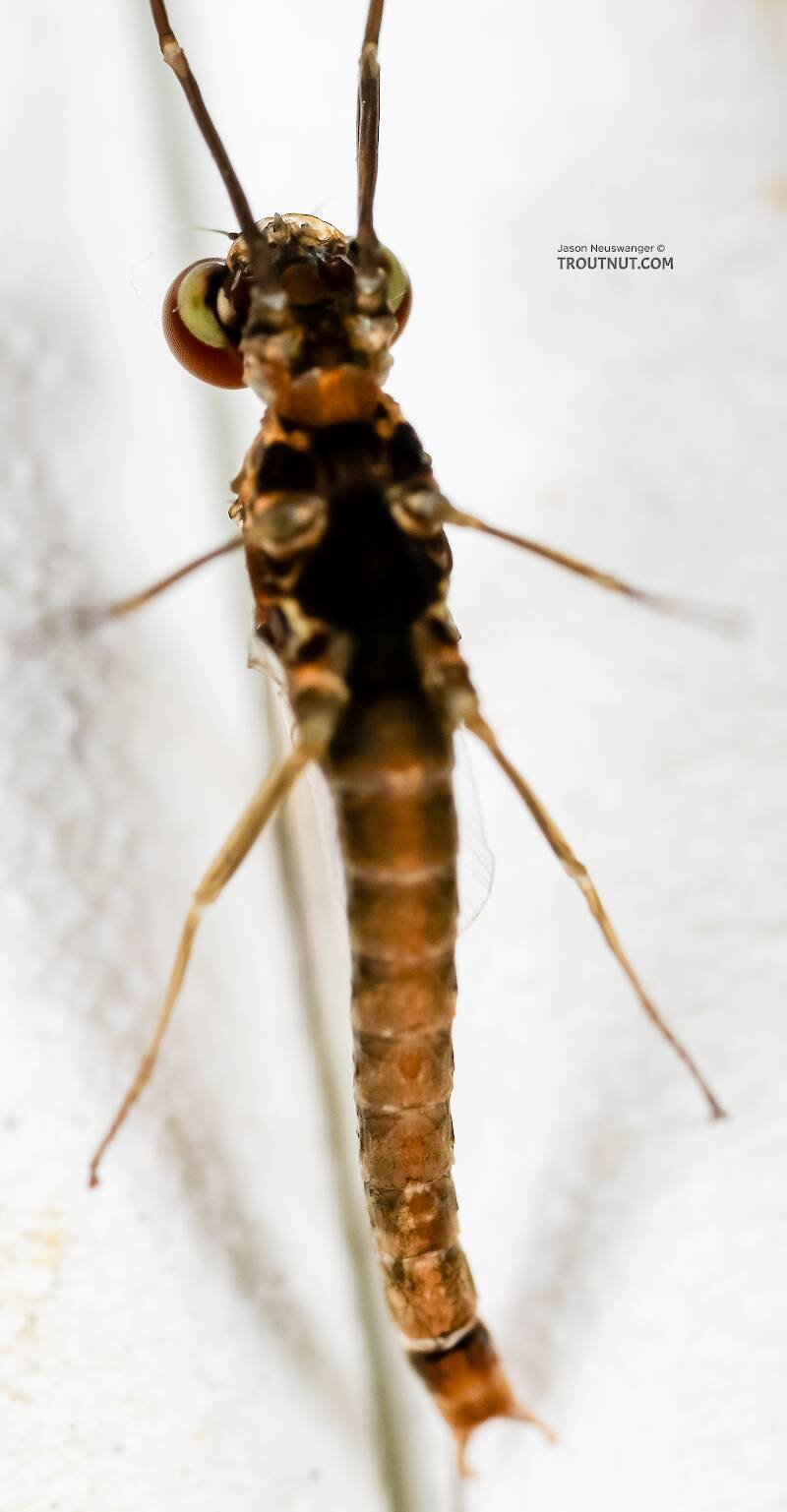 Ventral view of a Male Ephemerella excrucians (Ephemerellidae) (Pale Morning Dun) Mayfly Spinner from the Henry's Fork of the Snake River in Idaho