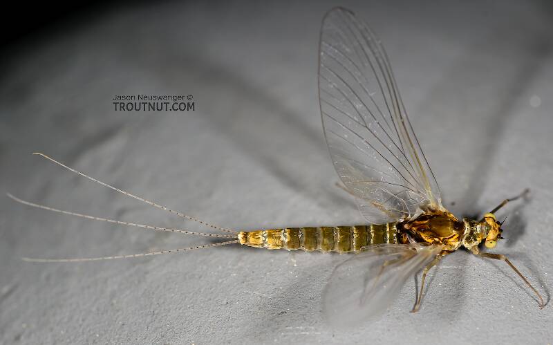 Dorsal view of a Female Ephemerella excrucians (Ephemerellidae) (Pale Morning Dun) Mayfly Spinner from the Henry's Fork of the Snake River in Idaho