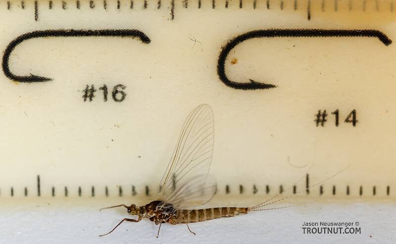 Ruler view of a Female Ephemerella excrucians (Ephemerellidae) (Pale Morning Dun) Mayfly Spinner from the Henry's Fork of the Snake River in Idaho The smallest ruler marks are 1 mm.