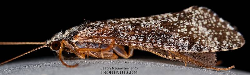 Male Hydropsyche (Hydropsychidae) (Spotted Sedge) Caddisfly Adult from the Henry's Fork of the Snake River in Idaho