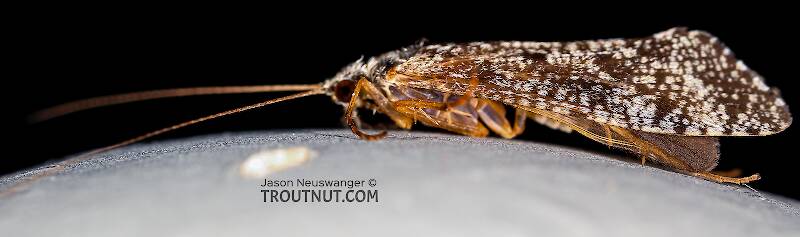 Lateral view of a Male Hydropsyche (Hydropsychidae) (Spotted Sedge) Caddisfly Adult from the Henry's Fork of the Snake River in Idaho