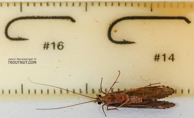 Ruler view of a Male Hydropsyche (Hydropsychidae) (Spotted Sedge) Caddisfly Adult from the Henry's Fork of the Snake River in Idaho The smallest ruler marks are 1 mm.