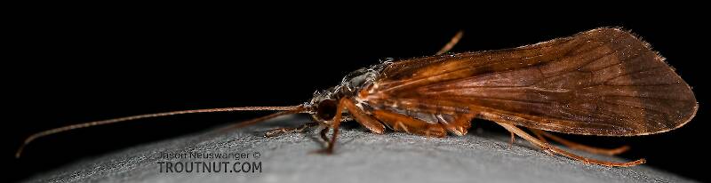 Lateral view of a Male Hydropsyche (Hydropsychidae) (Spotted Sedge) Caddisfly Adult from the Henry's Fork of the Snake River in Idaho