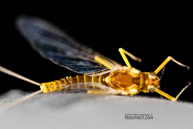 Dorsal view of a Female Baetis tricaudatus (Baetidae) (Blue-Winged Olive) Mayfly Spinner from the Henry's Fork of the Snake River in Idaho