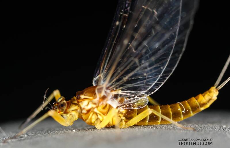 I looked closer under a microscope to see that the second longitudinal vein of the hind wing does not fork (ie it isn't Diphetor hageni).

Female Baetis tricaudatus (Baetidae) (Blue-Winged Olive) Mayfly Spinner from the Henry's Fork of the Snake River in Idaho
