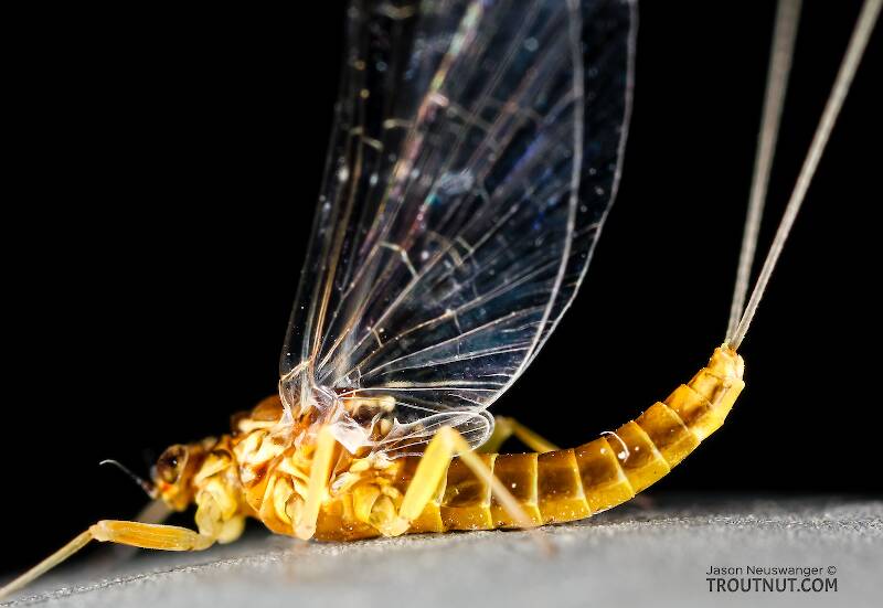 Lateral view of a Female Baetis tricaudatus (Baetidae) (Blue-Winged Olive) Mayfly Spinner from the Henry's Fork of the Snake River in Idaho