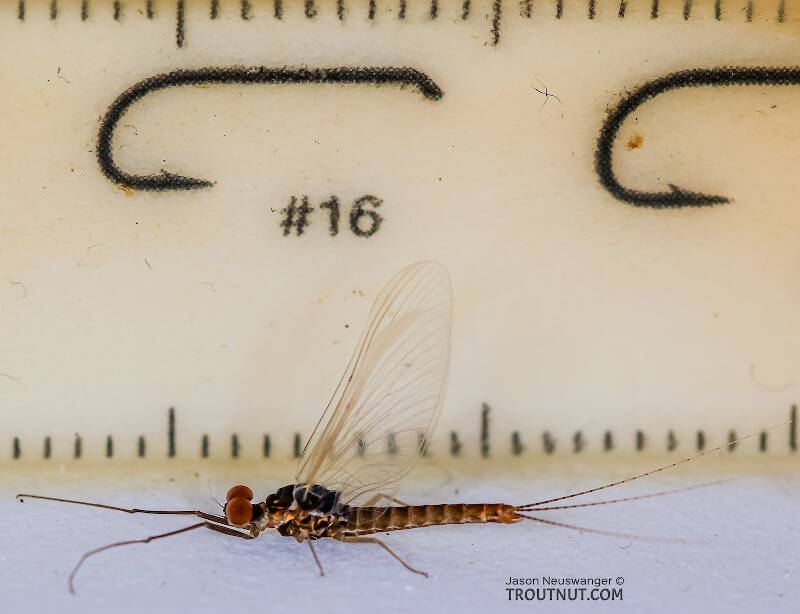 Ruler view of a Male Ephemerella excrucians (Ephemerellidae) (Pale Morning Dun) Mayfly Spinner from the Henry's Fork of the Snake River in Idaho The smallest ruler marks are 1 mm.