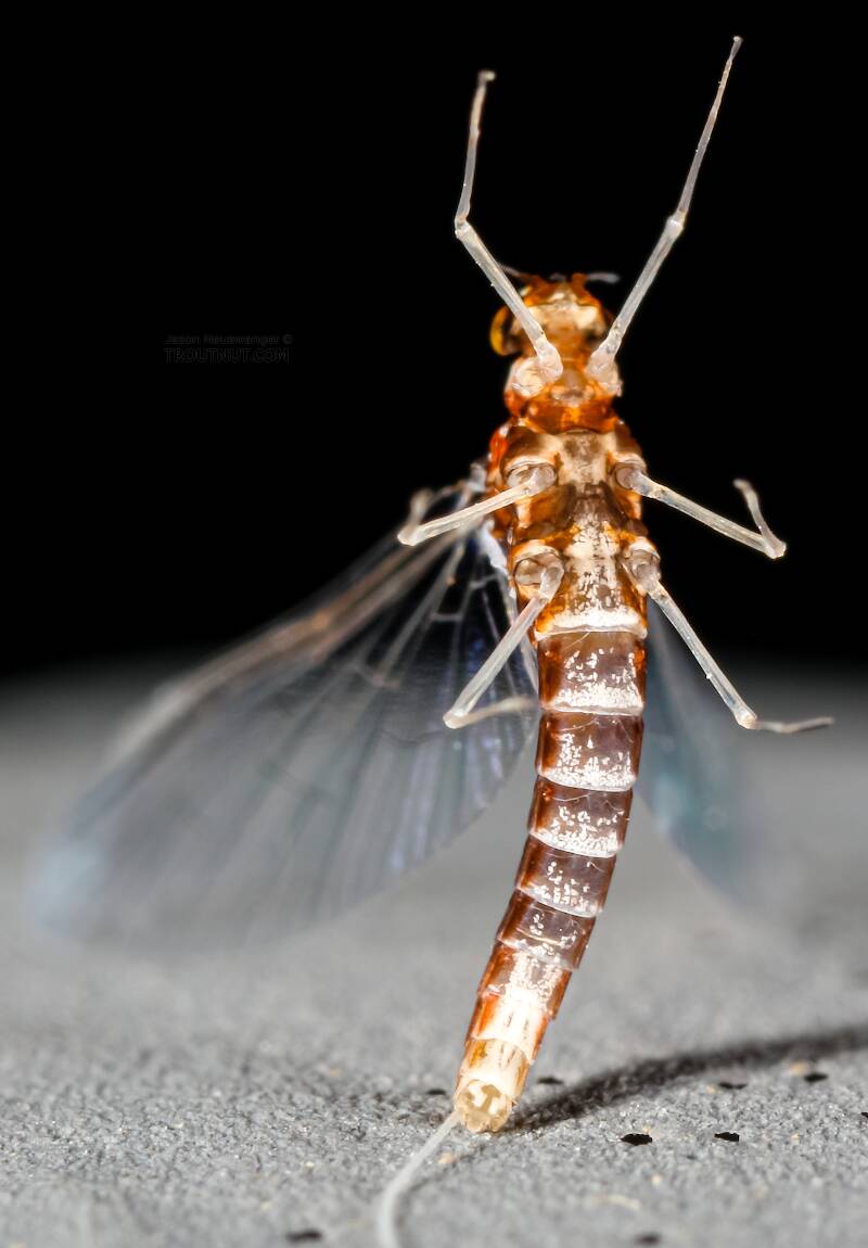 Ventral view of a Female Acerpenna pygmaea (Baetidae) (Tiny Blue-Winged Olive) Mayfly Spinner from the Henry's Fork of the Snake River in Idaho