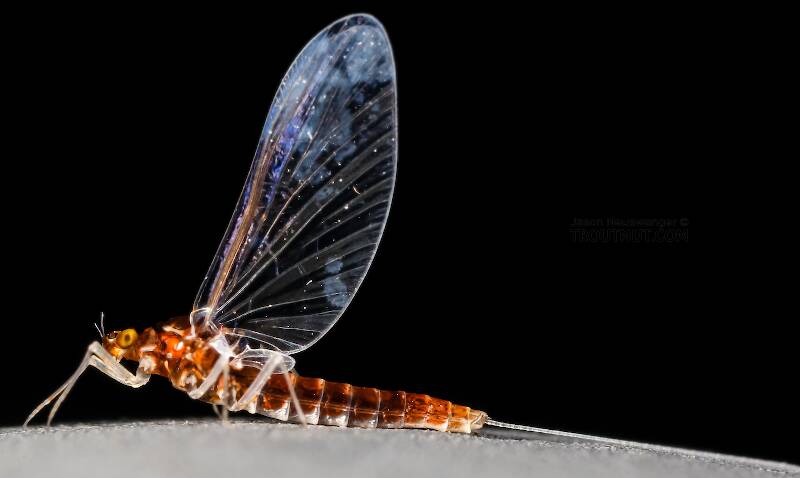 Lateral view of a Female Acerpenna pygmaea (Baetidae) (Tiny Blue-Winged Olive) Mayfly Spinner from the Henry's Fork of the Snake River in Idaho