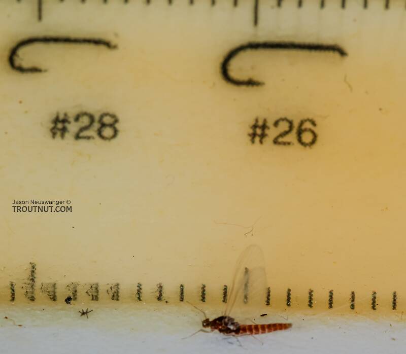 Ruler view of a Female Acerpenna pygmaea (Baetidae) (Tiny Blue-Winged Olive) Mayfly Spinner from the Henry's Fork of the Snake River in Idaho The smallest ruler marks are 1 mm.
