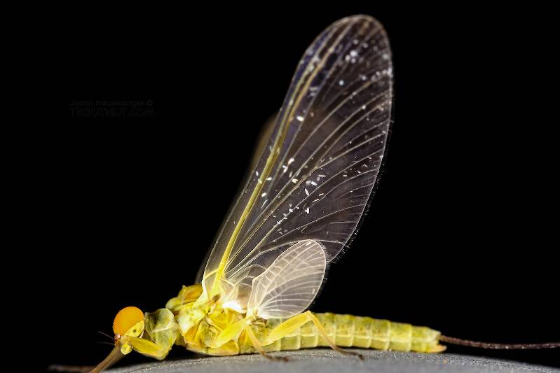 Male Ephemerella excrucians (Ephemerellidae) (Pale Morning Dun) Mayfly Dun from the Henry's Fork of the Snake River in Idaho