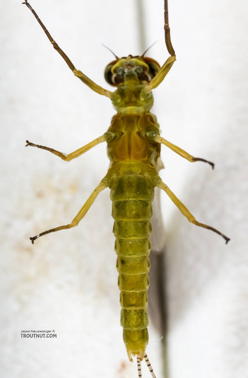 Ventral view of a Male Ephemerella excrucians (Ephemerellidae) (Pale Morning Dun) Mayfly Dun from the Henry's Fork of the Snake River in Idaho