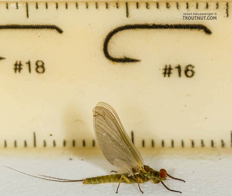 Ruler view of a Male Ephemerella excrucians (Ephemerellidae) (Pale Morning Dun) Mayfly Dun from the Henry's Fork of the Snake River in Idaho The smallest ruler marks are 1 mm.