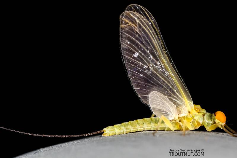 Lateral view of a Male Ephemerella excrucians (Ephemerellidae) (Pale Morning Dun) Mayfly Dun from the Henry's Fork of the Snake River in Idaho
