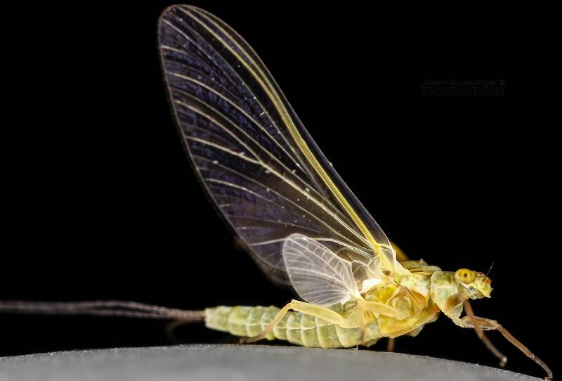 Lateral view of a Female Ephemerella excrucians (Ephemerellidae) (Pale Morning Dun) Mayfly Dun from the Henry's Fork of the Snake River in Idaho