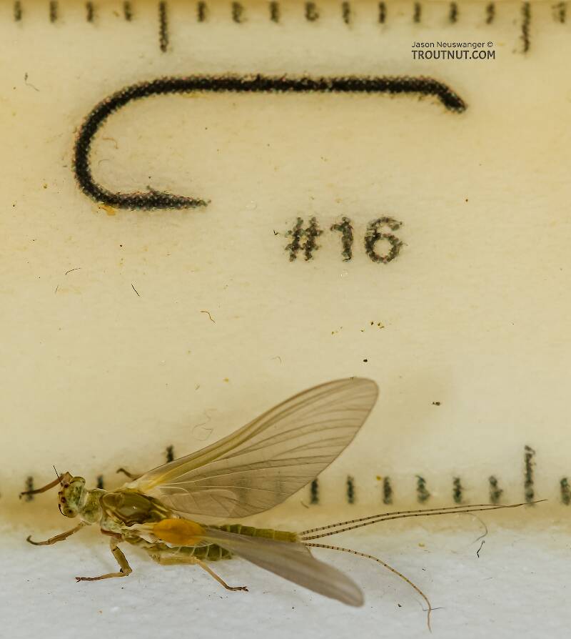 Ruler view of a Female Ephemerella excrucians (Ephemerellidae) (Pale Morning Dun) Mayfly Dun from the Henry's Fork of the Snake River in Idaho The smallest ruler marks are 1 mm.