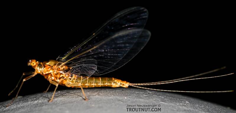 Lateral view of a Female Ephemerella excrucians (Ephemerellidae) (Pale Morning Dun) Mayfly Spinner from the Henry's Fork of the Snake River in Idaho