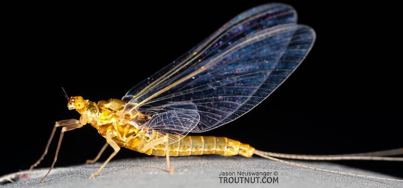 Female Ephemerella excrucians (Ephemerellidae) (Pale Morning Dun) Mayfly Spinner from the Henry's Fork of the Snake River in Idaho