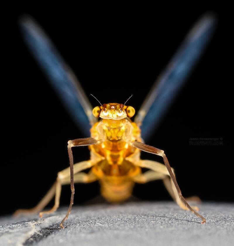 Female Ephemerella excrucians (Ephemerellidae) (Pale Morning Dun) Mayfly Spinner from the Henry's Fork of the Snake River in Idaho