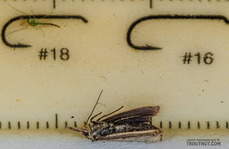 Ruler view of a Lepidoptera (Moth) Insect Adult from the Henry's Fork of the Snake River in Idaho The smallest ruler marks are 1 mm.