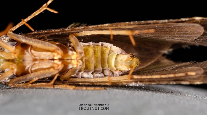 Hydropsyche (Hydropsychidae) (Spotted Sedge) Caddisfly Adult from the Henry's Fork of the Snake River in Idaho