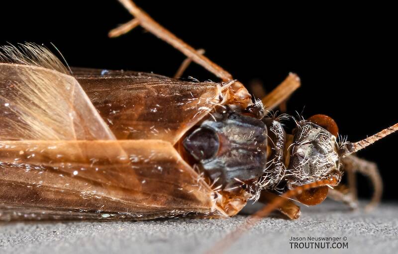 Hydropsyche (Hydropsychidae) (Spotted Sedge) Caddisfly Adult from the Henry's Fork of the Snake River in Idaho