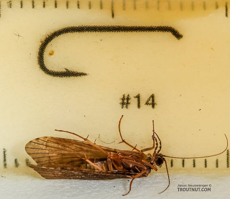 Ruler view of a Hydropsyche (Hydropsychidae) (Spotted Sedge) Caddisfly Adult from the Henry's Fork of the Snake River in Idaho The smallest ruler marks are 1 mm.