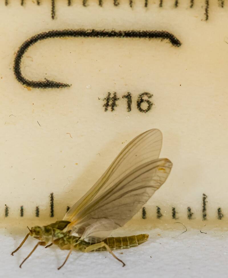 Ruler view of a Female Ephemerella excrucians (Ephemerellidae) (Pale Morning Dun) Mayfly Dun from the Henry's Fork of the Snake River in Idaho The smallest ruler marks are 1 mm.