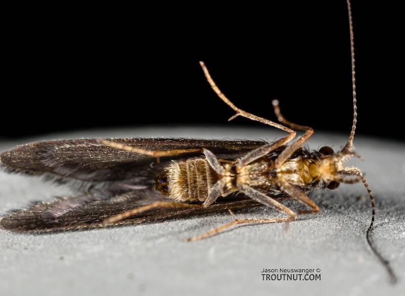 Female Helicopsyche borealis (Helicopsychidae) (Speckled Peter) Caddisfly Adult from the Henry's Fork of the Snake River in Idaho