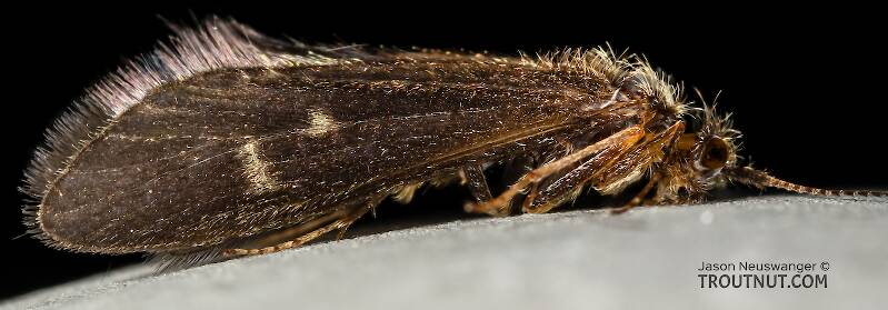 Female Helicopsyche borealis (Speckled Peter) Caddisfly Adult