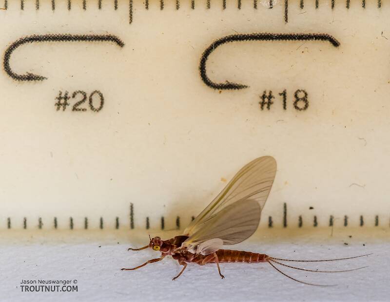 Ruler view of a Female Ephemerellidae (Hendricksons, Sulphurs, PMDs, BWOs) Mayfly Dun from the Henry's Fork of the Snake River in Idaho The smallest ruler marks are 1 mm.