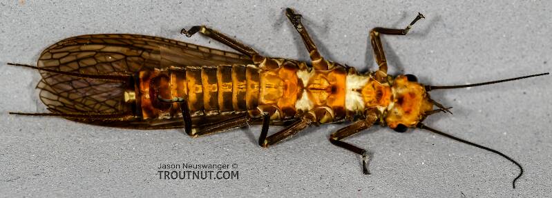 Ventral view of a Female Hesperoperla pacifica (Perlidae) (Golden Stone) Stonefly Adult from the Henry's Fork of the Snake River in Idaho