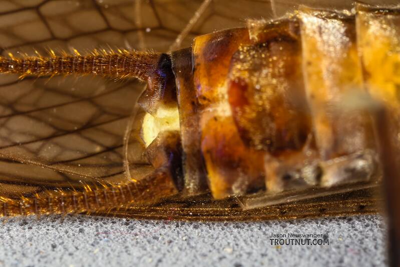 Female Hesperoperla pacifica (Perlidae) (Golden Stone) Stonefly Adult from the Henry's Fork of the Snake River in Idaho