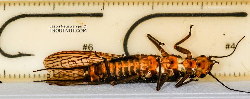 Ruler view of a Female Hesperoperla pacifica (Perlidae) (Golden Stone) Stonefly Adult from the Henry's Fork of the Snake River in Idaho The smallest ruler marks are 1 mm.