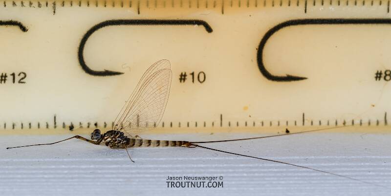 Ruler view of a Male Epeorus albertae (Heptageniidae) (Pink Lady) Mayfly Spinner from the Henry's Fork of the Snake River in Idaho The smallest ruler marks are 1 mm.