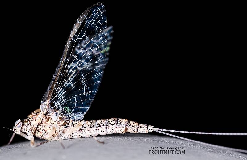 Lateral view of a Female Callibaetis ferrugineus (Baetidae) (Speckled Dun) Mayfly Spinner from the Henry's Fork of the Snake River in Idaho