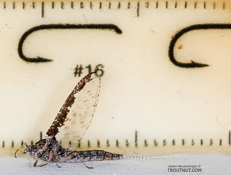 Ruler view of a Female Callibaetis ferrugineus (Baetidae) (Speckled Dun) Mayfly Spinner from the Henry's Fork of the Snake River in Idaho The smallest ruler marks are 1 mm.