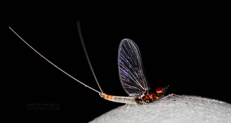 Lateral view of a Male Acerpenna pygmaea (Baetidae) (Tiny Blue-Winged Olive) Mayfly Spinner from the Henry's Fork of the Snake River in Idaho