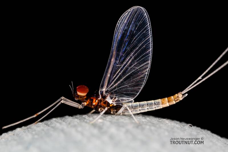 Male Acerpenna pygmaea (Baetidae) (Tiny Blue-Winged Olive) Mayfly Spinner from the Henry's Fork of the Snake River in Idaho
