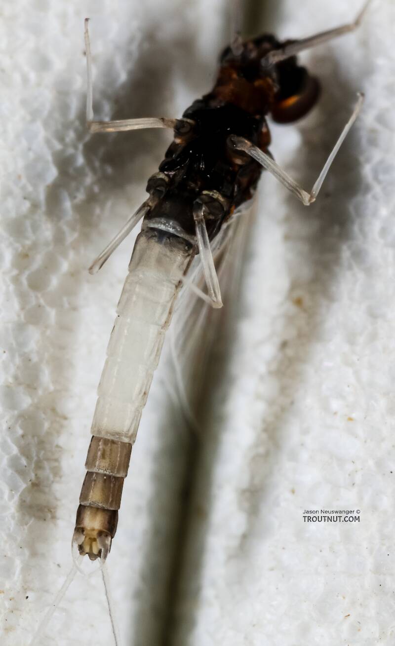 Ventral view of a Male Acerpenna pygmaea (Baetidae) (Tiny Blue-Winged Olive) Mayfly Spinner from the Henry's Fork of the Snake River in Idaho