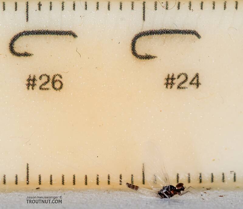 Ruler view of a Male Acerpenna pygmaea (Baetidae) (Tiny Blue-Winged Olive) Mayfly Spinner from the Henry's Fork of the Snake River in Idaho The smallest ruler marks are 1 mm.