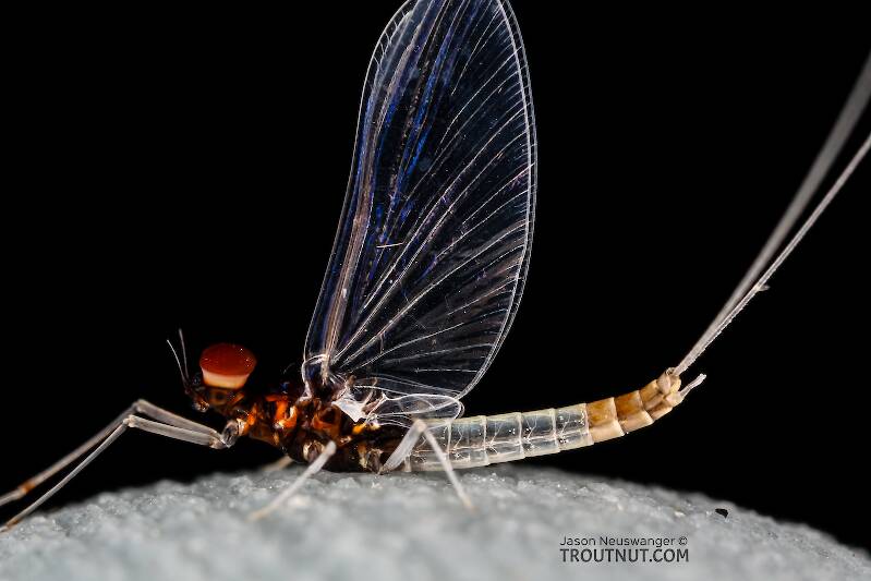Male Acerpenna pygmaea (Baetidae) (Tiny Blue-Winged Olive) Mayfly Spinner from the Henry's Fork of the Snake River in Idaho