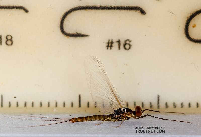 Ruler view of a Male Ephemerella excrucians (Ephemerellidae) (Pale Morning Dun) Mayfly Spinner from the Henry's Fork of the Snake River in Idaho The smallest ruler marks are 1 mm.