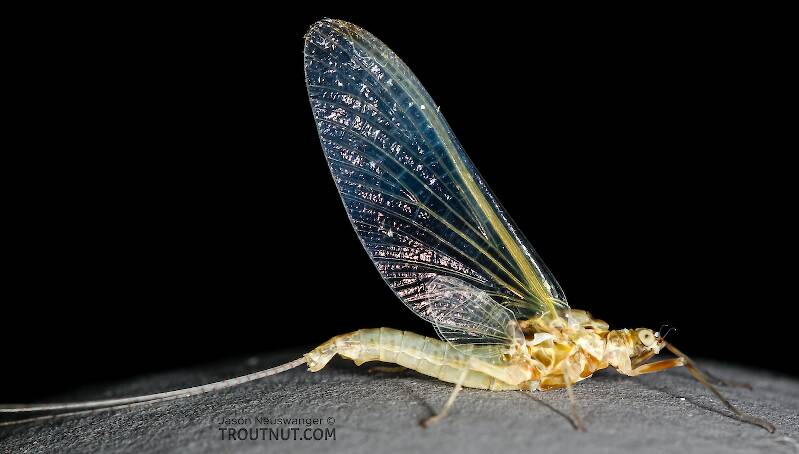 Lateral view of a Female Ephemerella excrucians (Ephemerellidae) (Pale Morning Dun) Mayfly Spinner from Red Rock Creek in Idaho