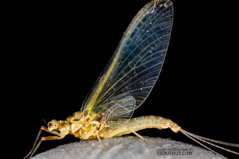 Female Ephemerella excrucians (Ephemerellidae) (Pale Morning Dun) Mayfly Spinner from Red Rock Creek in Idaho