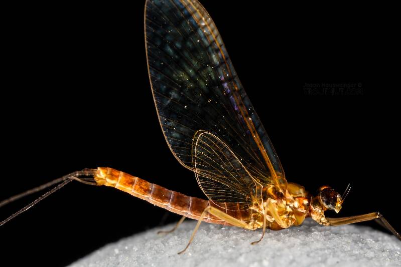 Male Cinygmula reticulata (Heptageniidae) (Western Ginger Quill) Mayfly Spinner from Mystery Creek #237 in Montana
