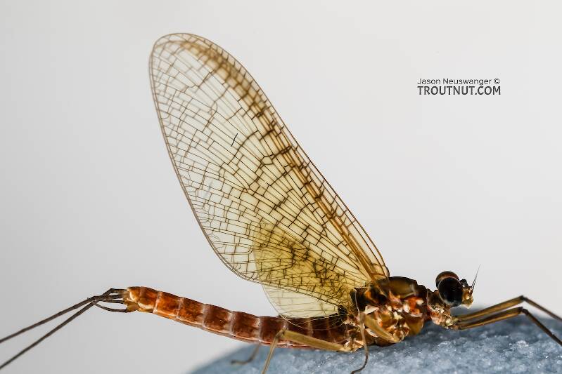Male Cinygmula reticulata (Western Ginger Quill) Mayfly Spinner