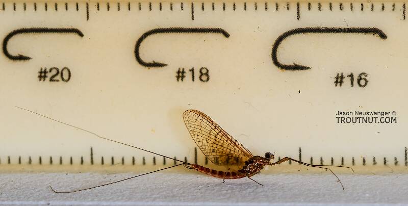 Ruler view of a Male Cinygmula reticulata (Heptageniidae) (Western Ginger Quill) Mayfly Spinner from Mystery Creek #237 in Montana The smallest ruler marks are 1 mm.