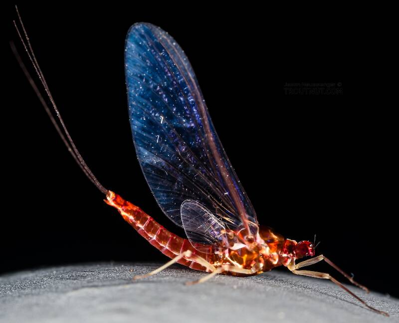 Lateral view of a Female Ephemerellidae (Hendricksons, Sulphurs, PMDs, BWOs) Mayfly Spinner from Mystery Creek #237 in Montana